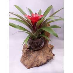 Γκουσμάνια σε γυάλινο κασπώ με κορμό βάση 