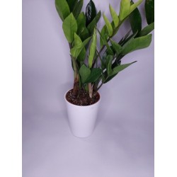 Ζ΄αμια σε πήλινο λευκό κασπώ 