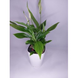 Σπαθίφυλλο σε αυτοποτιζόμενο κασπώ  Λευκό 