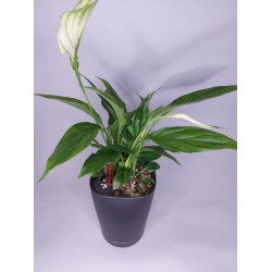 Σπαθίφυλλο σε αυτοποτιζόμενο  κασπώ Ανθρακί 