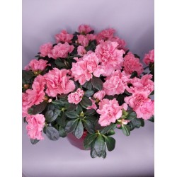 Αζαλέα Ροζ σε γλάστρα μεγάλη 