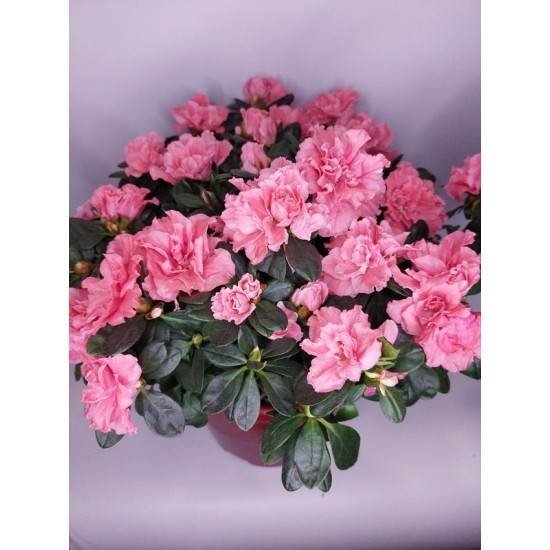 Αζαλέα Ροζ σε γλάστρα μεγάλη 