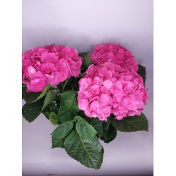 Ορτανσία Ροζ  μεσαία εισαγωγής 