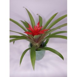 Γκουσμάνια σε πήλινο κασπώ 