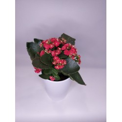 Καλαχόη μικρή σε κασπώ 