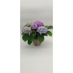 Ορτανσία μεσαία σε κασπώ 