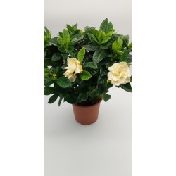 Γαρδένια μεγάλη 