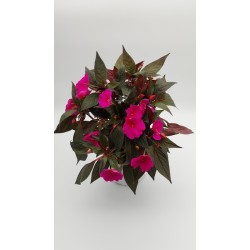 Γλάστρα Ιμπάτιενς  