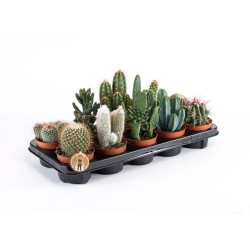 Κάκτοι γλαστράκι 10,5 εκ 