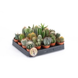 Κάκτοι γλαστράκι 5,5 εκ  