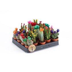 Κάκτοι με άνθος γλαστράκι 5,5 εκ  