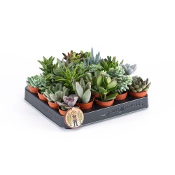 Παχύφυτα γλαστράκι 5,5 εκ   